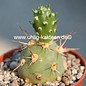 Tephrocactus kuehnrichianus v. applanatus Typ II