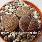 Lithops lesliei  ssp. lesliei ´grey form´