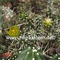 Cylindropuntia whipplei cv. Waiblingen 111      (dw)