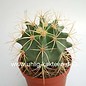 Ferocactus glaucescens Longispinus