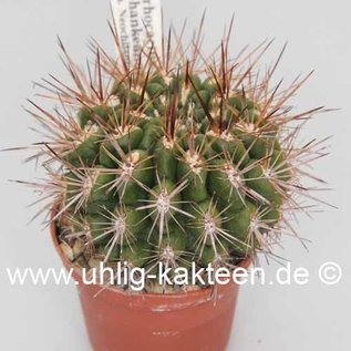 Pyrrhocactus neohankeanus   (syn. Neochilenia neohankeana)