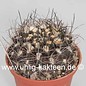 Pyrrhocactus neohankeanus v. flaviflora WK 730a Küstenberge nördl. Taltal (syn. Neochilenia)