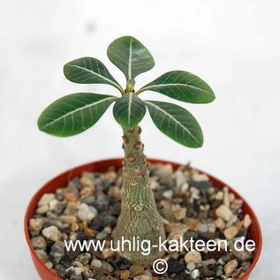 Adenium socotranum   Socotra, Jemen