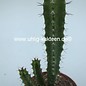 Euphorbia x soanieranensis