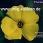 Oxalis carnosa