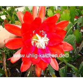 Epiphyllum-Hybr. Cadiz