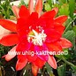 Epiphyllum-Hybr. Cadiz