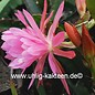 Epiphyllum-Hybr. Hodapp