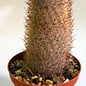 Mammillaria pottsii