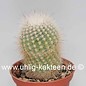 Notocactus glomeratus  Gf 184