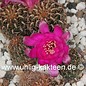 Sulcorebutia spec.  Tiraque Abzw. Tiraque km 60, Klon 8