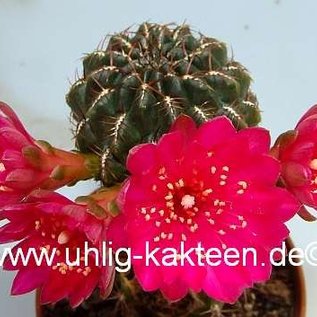 Sulcorebutia steinbachii  Klon 1