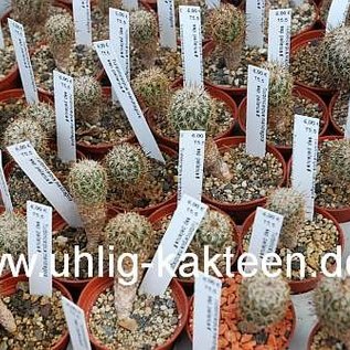 Turbinicarpus mandragora ssp. pailanus     CITES, not outside EU