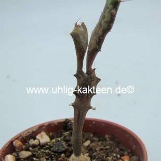 Euphorbia buruana   Kenya