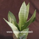 Sansevieria Moon Glow