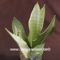 Sansevieria Moon Glow