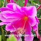 Epiphyllum-Hybr. Astronaut   Blüte magenta