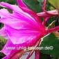 Epiphyllum-Hybr. Astronaut   Blüte magenta