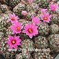 Mammillaria schumannii v. globosa  (syn. Bartschella schumannii v. globosa)