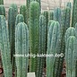 Trichocereus pachanoi XXL