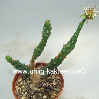 Euphorbia tridentata
