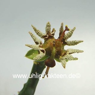 Euphorbia tridentata