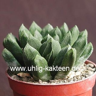 Haworthia retusa x maughanii