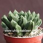 Haworthia retusa x maughanii