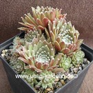 Sempervivum arachnoideum-Hybr. Cherry Frost      (dw)