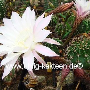 Echinopsis-Hybr. Hermine