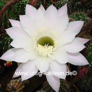 Echinopsis-Hybr. Hermine