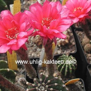 Echinopsis-Hybr. Nürnberg Gräser-Hybr. Serie 303