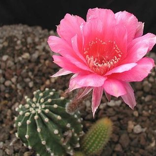 Echinopsis-Hybr. Nürnberg Gräser-Hybr. Serie 303