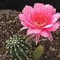 Echinopsis-Hybr. Nürnberg Gräser-Hybr. Serie 303