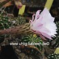 Echinopsis-Hybr. Patronus