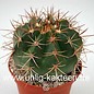 Melocactus schuldtii