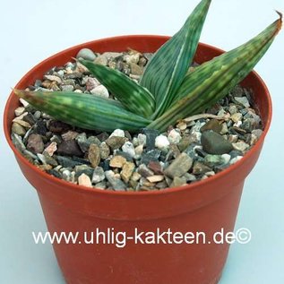 Aloe karasbergensis