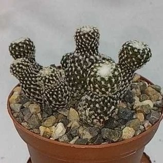 Copiapoa laui