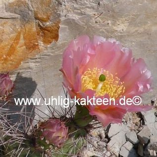 Opuntia polyacantha v. juniperina cv. Oettingen  Keams Canyon, Arizona, USA    (dw)