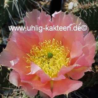 Opuntia polyacantha v. juniperina cv. Oettingen  Keams Canyon, Arizona, USA    (dw)