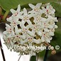 Hoya australis 001