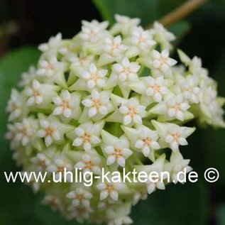 Hoya subquintuplinervis