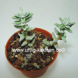 Sedum booleanum