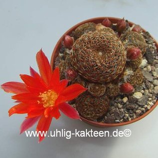 Rebutia heliosa v. condorensis cv. rubrispina L 401 Condor Pass, Bolivien