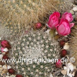 Rebutia spec. Yesera He 029 Yesera, Alto Espña, Bolivien