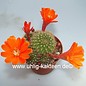 Rebutia spinosissima