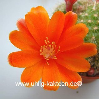 Rebutia spinosissima