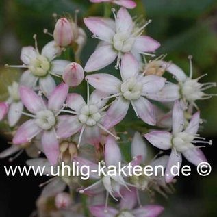 Crassula ovata cv. Blue Bird