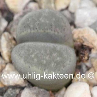 Lithops terricolor peersii