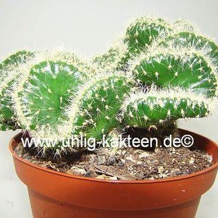 Austrocylindropuntia subulata minima     cristata